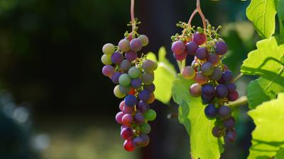 Grapes vines berries 4k wallpaper