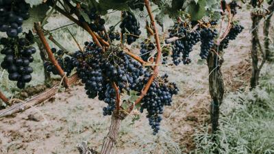 Grapevine grapes berries 4k wallpaper