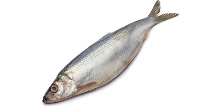 Herring fish white background 4k wallpaper