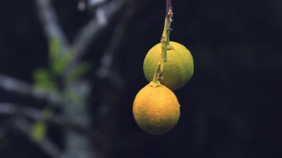 Lemons citrus branch 4k wallpaper
