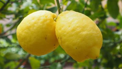 Lemons fruit citrus branch 4k wallpaper