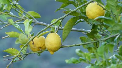 Lemons fruit tree branch 4k wallpaper