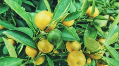 Lemons tree branch fruit tree 4k wallpaper