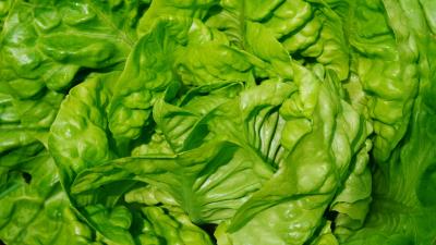 Lettuce leaves vegetable close up 4k wallpaper