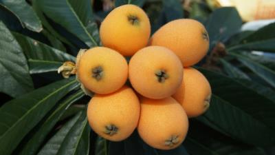 Loquat chinese plum fruit twig 4k wallpaper