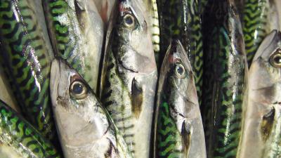 Mackerel fish lots of seafood background 4k wallpaper