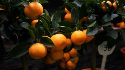 Manadirins branches fruit citrus 4k wallpaper