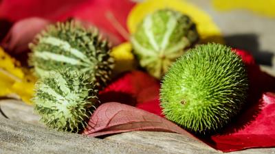 Miniature cucumber thorn vegetable 4k wallpaper