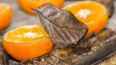Orange butterfly citrus 4k wallpaper