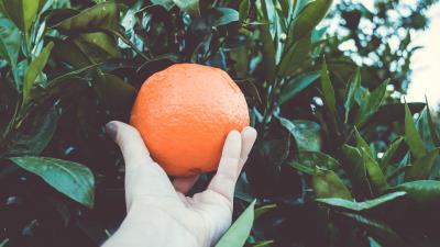 Orange citrus branches hand 4k wallpaper
