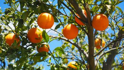 Oranges fruit orange tree citrus 4k wallpaper