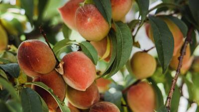 Peaches fruits tree 4k wallpaper