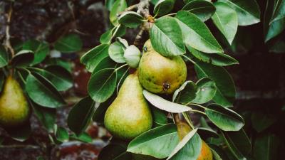 Pear branch fruit 4k wallpaper