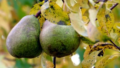 Pear pair twigs straw autumn 4k wallpaper