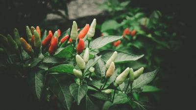 Pepper chili fruit leaves 4k wallpaper