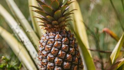 Pineapple fruit leaves 4k wallpaper