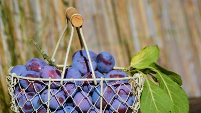 Plum fruit basket 4k wallpaper