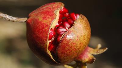 Pomegranate fruit ripe 4k wallpaper