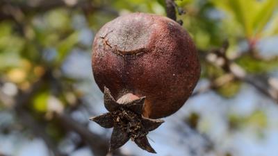 Pomegranate fruit tree 4k wallpaper