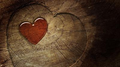 Heart love tree stump tre 4k wallpaper