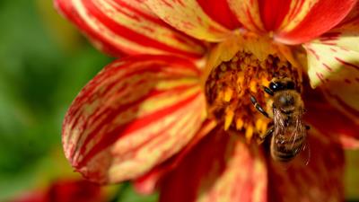 Flower bee pollination 4k wallpaper