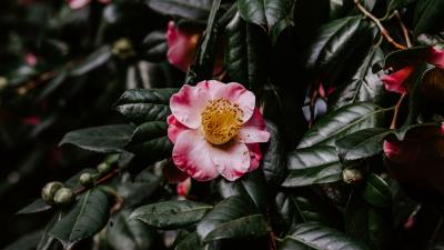 Flower bloom leaves 4k wallpaper