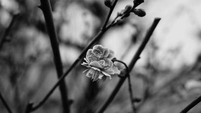 Flower blooming bw 4k wallpaper