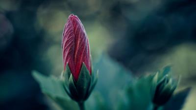 Flower bud blur 4k wallpaper