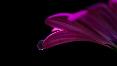Flower drop petals close up 4k wallpaper