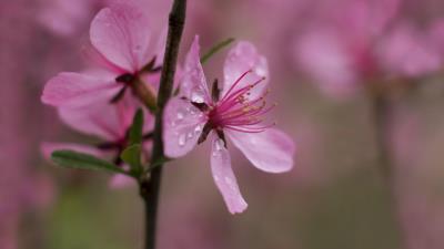 Flower drops branch 4k wallpaper