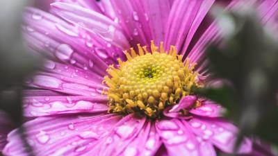 Flower drops macro 4k wallpaper