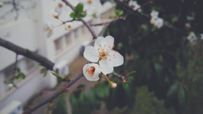 Flower flowering tree branch spring 4k wallpaper
