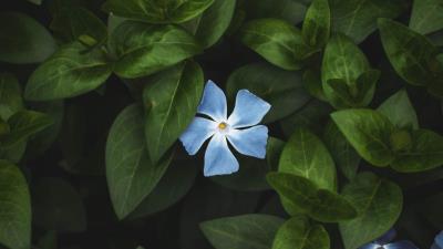 Flower leaves contrast 4k wallpaper