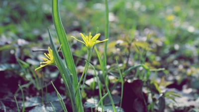 Flower leaves spring warmth petals yellow close u 4k wallpaper