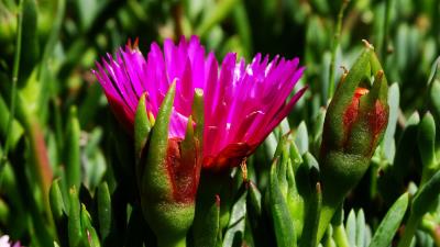 Flower macro plant herb 4k wallpaper