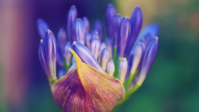 Flower petals close up 4k wallpaper