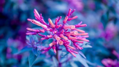 Flower plant bloom close up 4k wallpaper