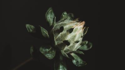 Flower plant dark 4k wallpaper