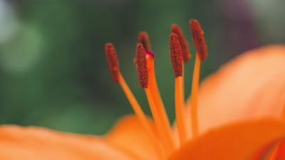 Flower pollen stamens 4k wallpaper