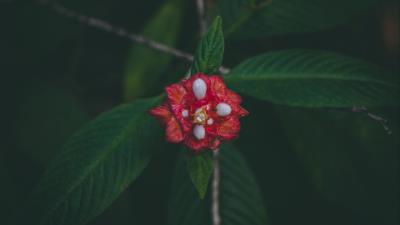 Flower red macro 4k wallpaper