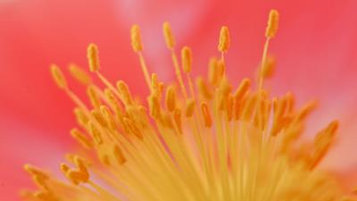 Flower stamen macr 4k wallpaper