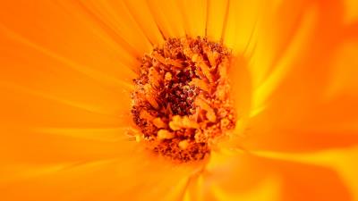 Flower yellow macro photography 4k wallpaper