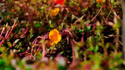 Flower yellow macro 4k wallpaper