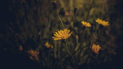 Flower yellow plant 4k wallpaper