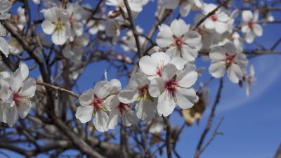 Flowers blossoming almond tree spring 4k wallpaper