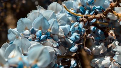 Flowers blue branch 4k wallpaper