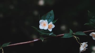 Flowers branch petals close up 4k wallpaper