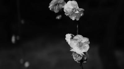 Flowers bw flowering 4k wallpaper
