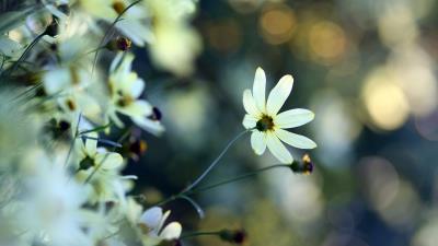 Flowers grass faded dul 4k wallpaper