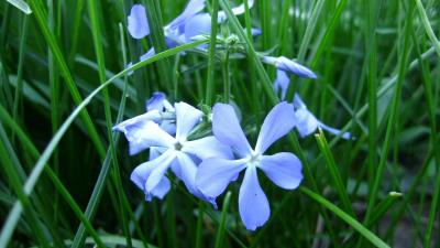 Flowers grass flor 4k wallpaper